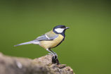 À l’Affût des oiseaux : Semaine 23 | Treffpunkt Vogelbad: KW 23