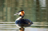 Late Birds : Semaine 38 | KW 38