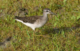 All-Day Birds : Semaine 35 | KW 35
