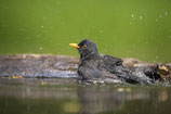 Affût au bain des oiseaux : Semaine 40 | Treffpunkt Vogelbad: KW 40