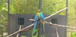 VISITE AU ZOO DE GUADELOUPE