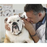 Curso - Inicia Negocio con una Veterinaria