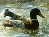 Ente 2. Wahl