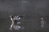 Wildlife Fotografie Ellwanger Seen