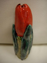 Tulpe