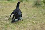 Halbtages-Seminar No. 36  Dummy "Walk-Up & Action"  Samstag der 22.11.2025 09:00 - 13:00 Uhr