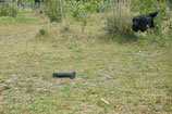 2 Tages-Dummy-Seminar "Spaniel meets Retriever"  Sa/So 12/13.09.2026 Anmeldung für Retriever