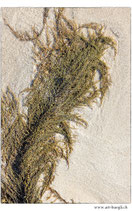 Faltkarte Natur 651