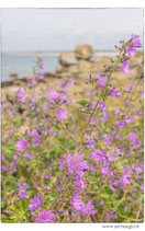 Faltkarte Natur 669