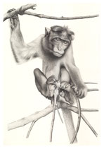 Macaque rhésus