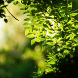 Woodland Walk - Duftwachs