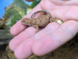 Tympanocryptis centralis / Taubagame