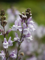LINARIA Antique Silver