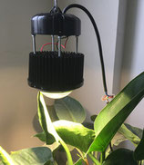 50W Premium UFO Pflanzenbeleuchtung, ideal für grössere Pflanzen