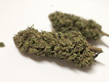 Melon Bubba
