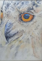 aquarelle regard de chouette
