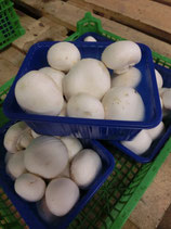 .Champignons blancs 500g