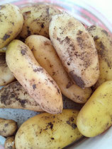 .Pommes de Terre nouvelles