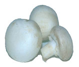 Champignon de Paris