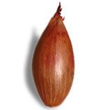 Echalote longue