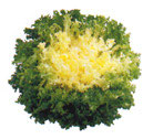 Salade Frisée