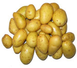 Pomme de Terre Jazzy grenaille