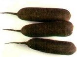 Radis noir