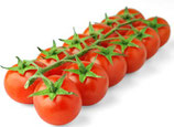 Tomate cerise branchée