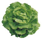 Salade Laitue