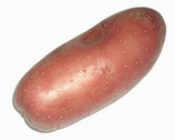 Pomme de Terre rose Cherie