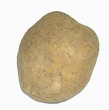 Pomme de Terre Bintje