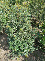 Duftblüte - Osmanthus burkwoodii 60-80 cm Ballenware