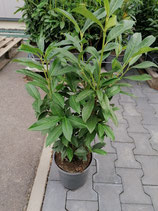 Kirschlorbeer Genolia 80-100 cm Höhe , Topfware