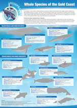 Whales and dolphins of the Gold Coast poster