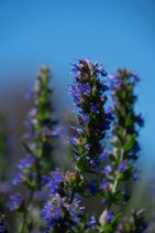 Hysope officinalis  -  Hyssopus officinalis