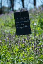 Basilic Tulsi  "Sacré"  -  Ocimum sanctum