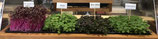 1 Half Tray of Microgreens = 4 individual varieties