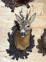 Rehbock Kopf-Schulterpräparat