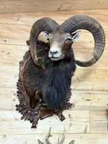 Kapitales Mufflonpräparat