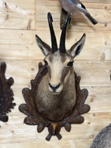 Gamsvorschlag auf Lindenholzbrett