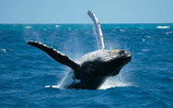 Samana Whale Whatching mit Playa de los Cocos