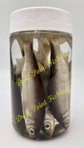 Lauben Klein im Glas 8cm bis 10cm / ca. 10 Stk. - Köderfische tot & konserviert