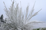 31.01.2025 10-17 Uhr -- Schneemond im Westerwald