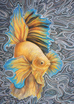 betafish
