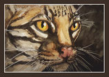 ocelot