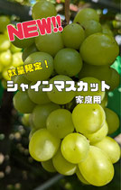 シャインマスカット(家庭用)約1.8kg