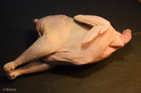 Bio Suppenhenne