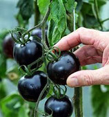 tomate black cherry