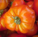 tomate triomphe de Liège