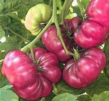 tomate purple calabash